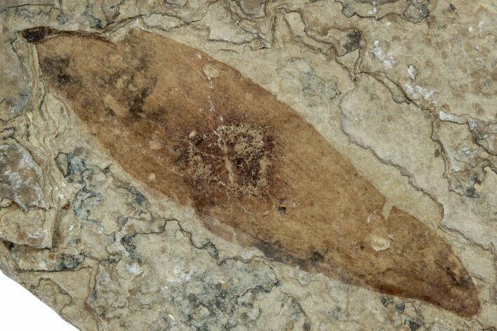 Fossil Winged Seed (Ailanthus) - Wyoming #245163